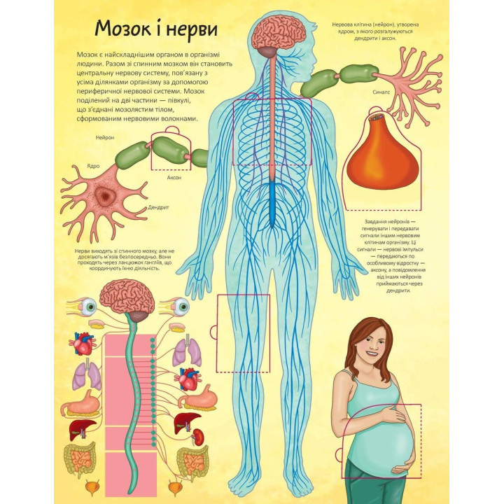 Интересно внутри. Твое тело. Элеонора Барзотти