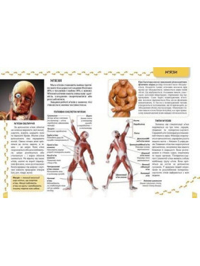 Енциклопедія для допитливих. Про тіло людини. Тетяна Жабська