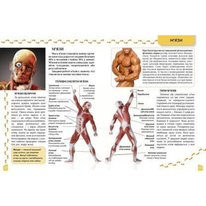Енциклопедія для допитливих. Про тіло людини. Тетяна Жабська