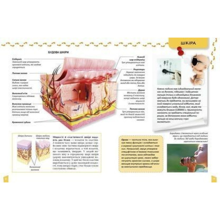 Енциклопедія для допитливих. Про тіло людини. Тетяна Жабська