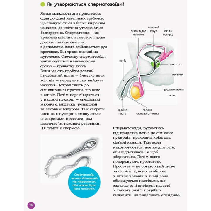 Енциклопедія статевого життя. 10-13 років. Крістіан Верду, Жан Коен, Жаклін Кан-Натан