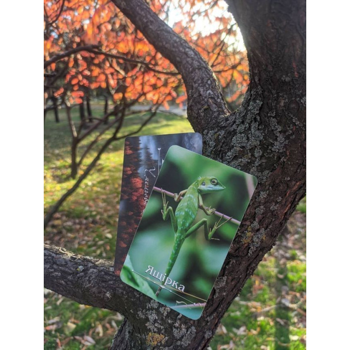 Тайны леса (метафорические карты). Юлия Чмелева