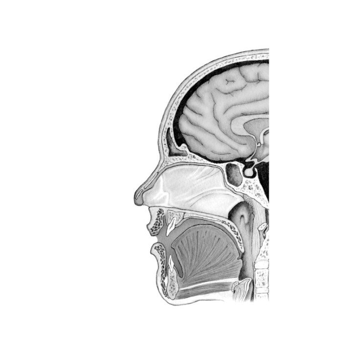 Мы – это наш мозг: От зарождения до забвения. Дик Свааб
