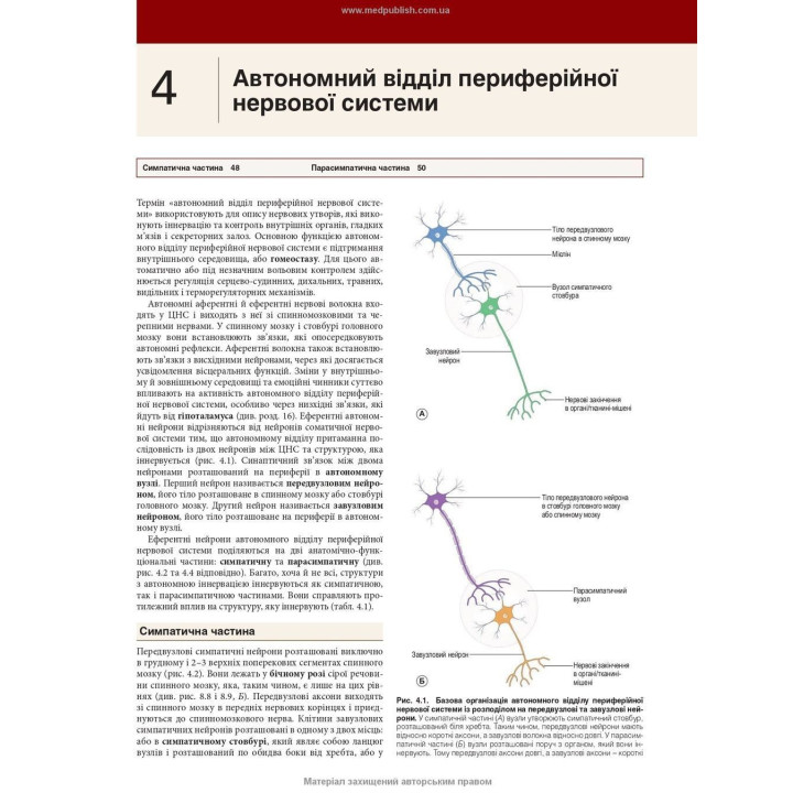 Нейроанатомія: текст і кольорові ілюстрації: 7-е видання. Алан Р. Кроссман