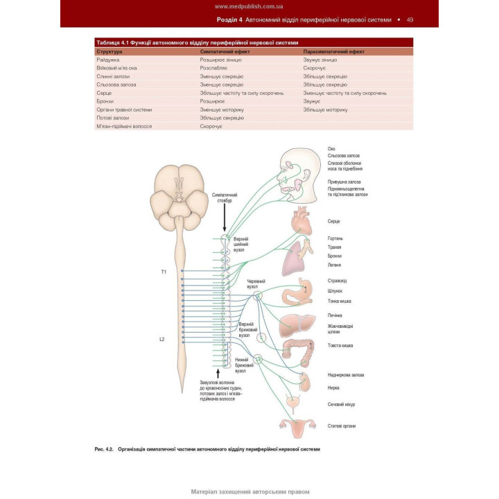 Нейроанатомія: текст і кольорові ілюстрації: 7-е видання. Алан Р. Кроссман