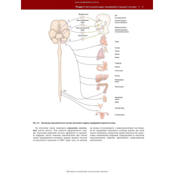 Нейроанатомія: текст і кольорові ілюстрації: 7-е видання. Алан Р. Кроссман