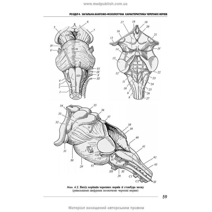 Неврологія: підручник. Ірина А. Григорова, Лариса І. Соколова, Роман Д. Герасимчук