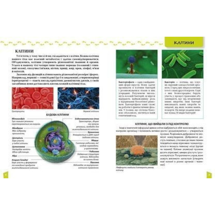 Енциклопедія для допитливих. Про тіло людини. Тетяна Жабська